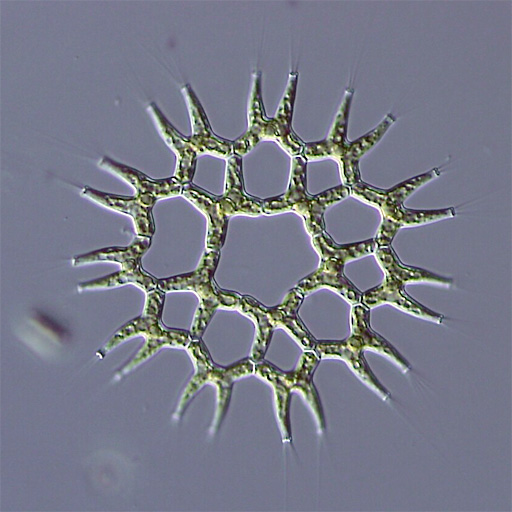 Pediastrum duplex var.gracillimum